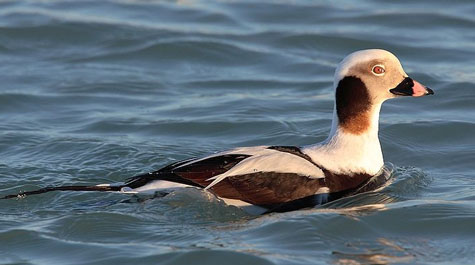 Long-tailed duck